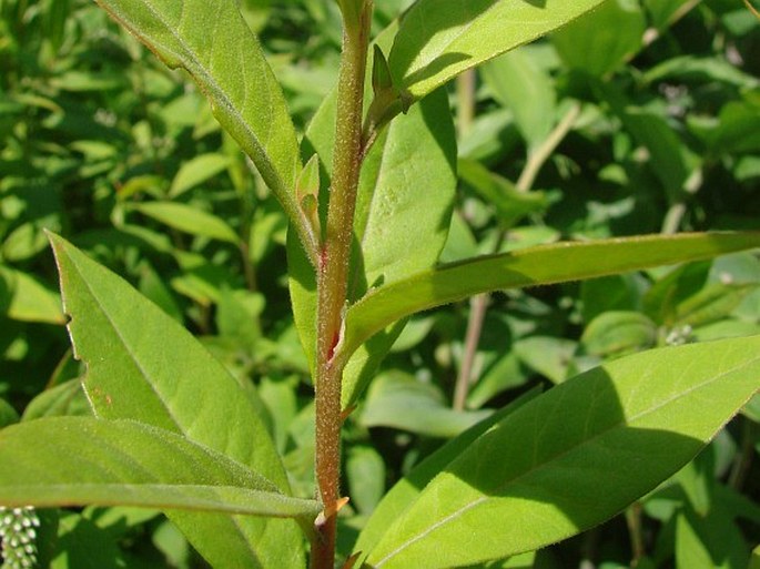 Lysimachia clethroides