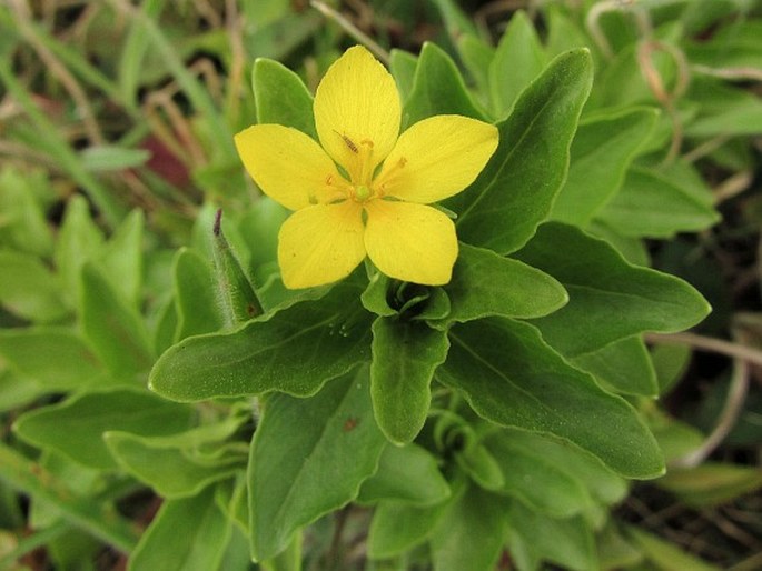 LYSIMACHIA AZORICA Hornem. ex Hook. – vrbina azorská / čerkáč