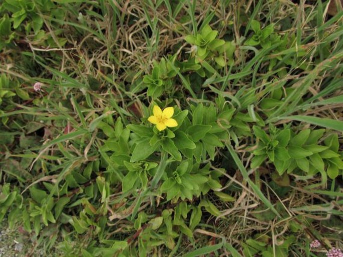 Lysimachia azorica