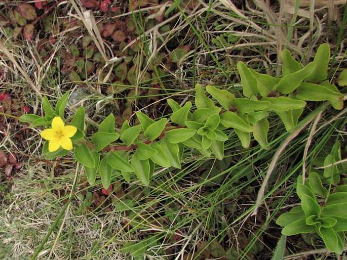 Lysimachia azorica