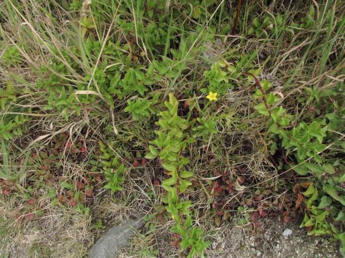 Lysimachia azorica