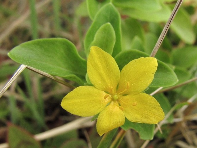 Lysimachia azorica