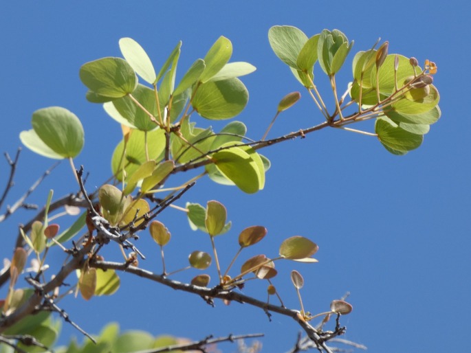 Lysiphyllum cunninghamii