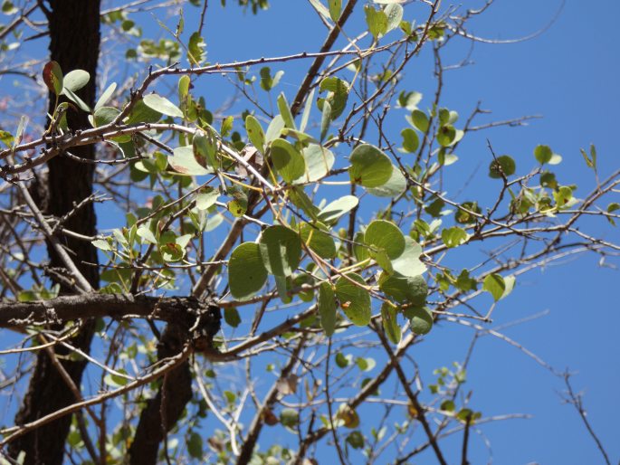 Lysiphyllum cunninghamii