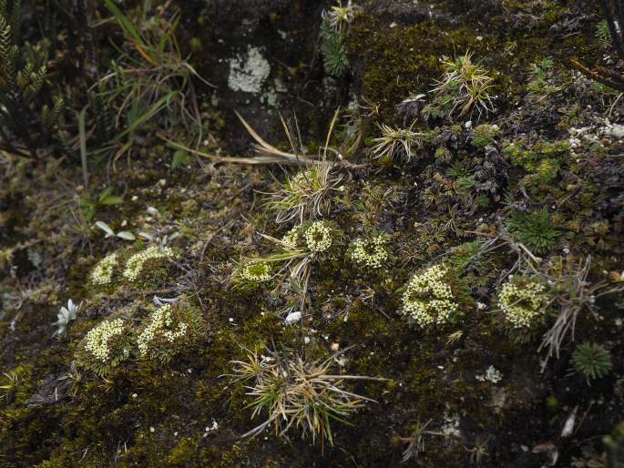 Lysipomia sphagnophila subsp. acuta