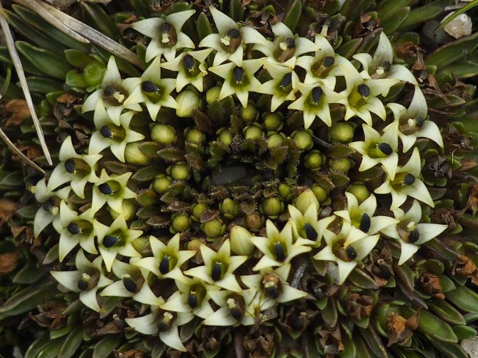 Lysipomia sphagnophila subsp. acuta