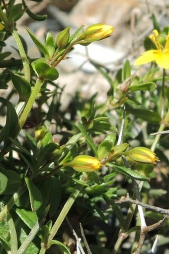 Lysimachia serpyllifolia