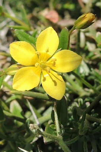 Lysimachia serpyllifolia