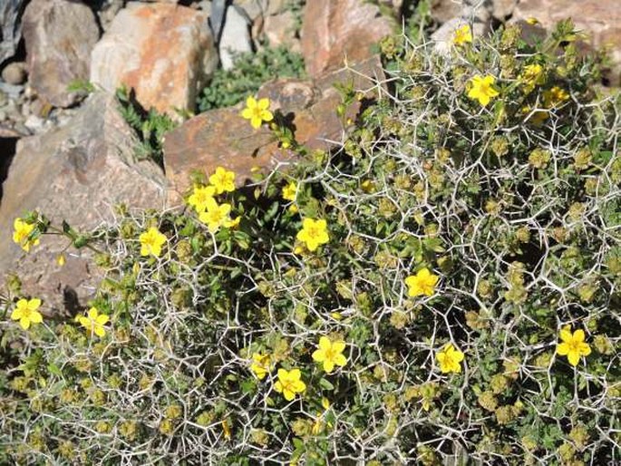 LYSIMACHIA SERPYLLIFOLIA Schreb. – vrbina / čerkáč