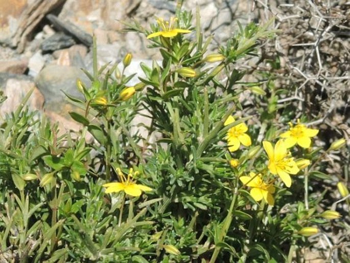 Lysimachia serpyllifolia