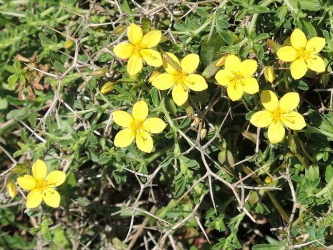 Lysimachia serpyllifolia