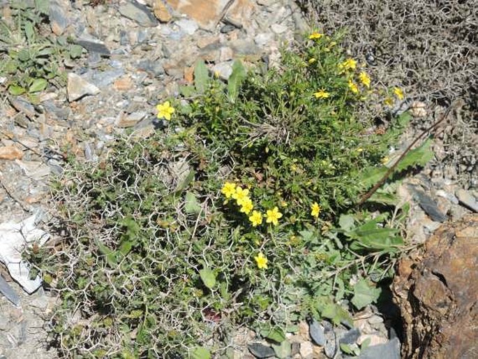 Lysimachia serpyllifolia