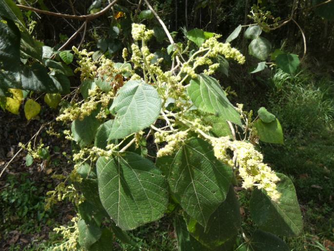 Macaranga involucrata