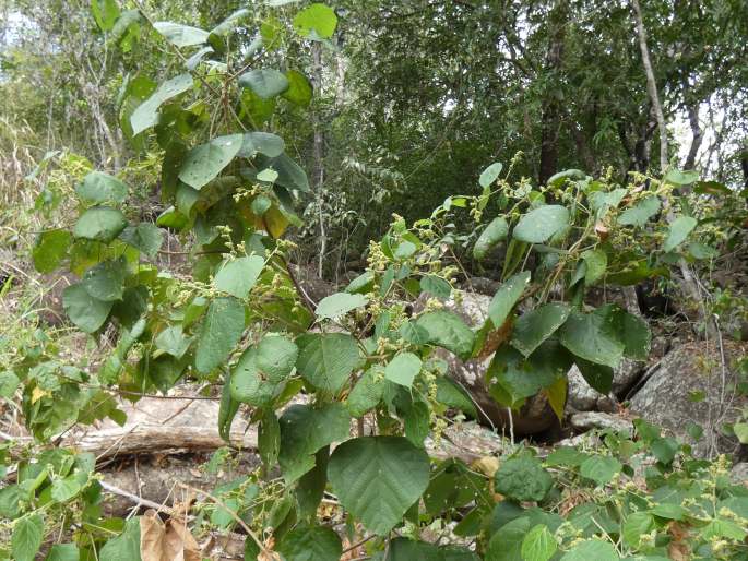 Macaranga involucrata