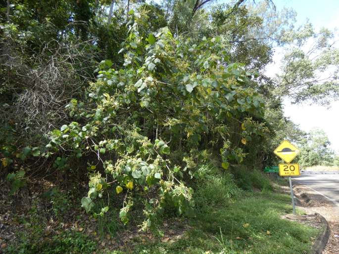 Macaranga involucrata