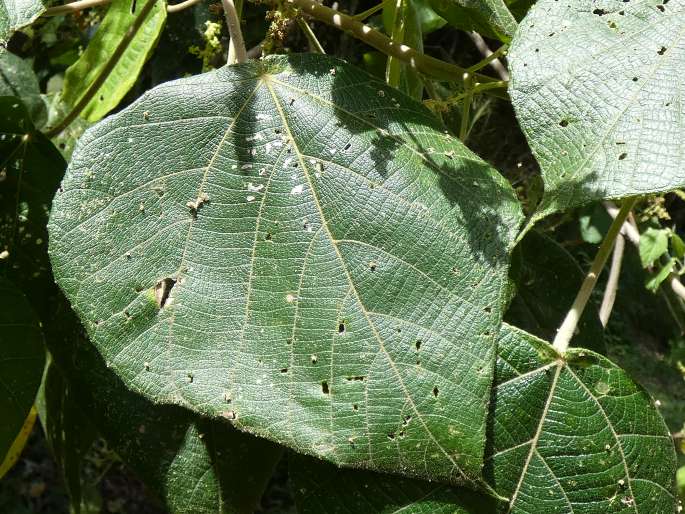 Macaranga involucrata