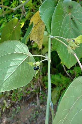 Macaranga carolinensis