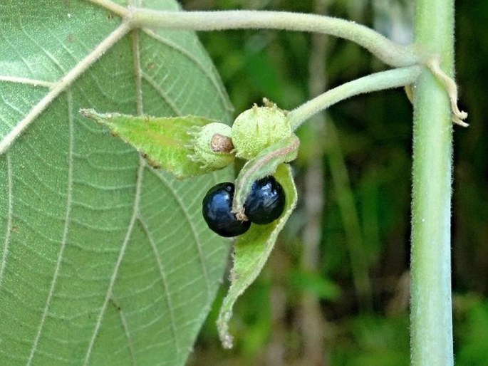 Macaranga carolinensis