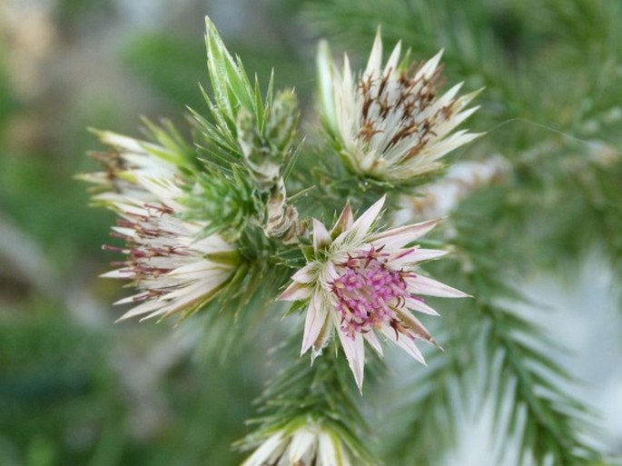 MACLEDIUM GRANDIDIERI (Drake) S. Ortiz