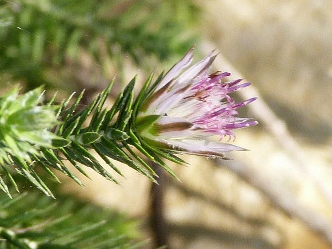 Macledium grandidieri