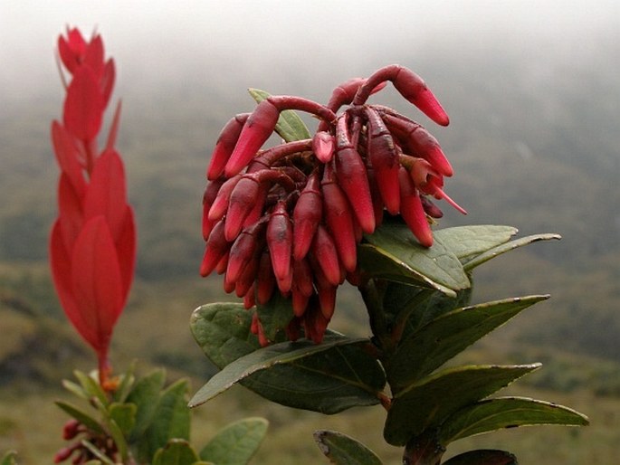 Macleania rupestris