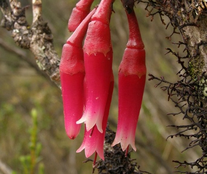 Macleania rupestris