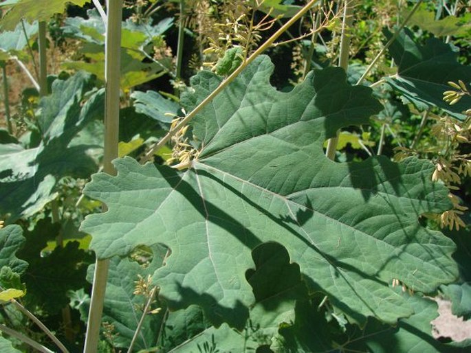 Macleaya cordata