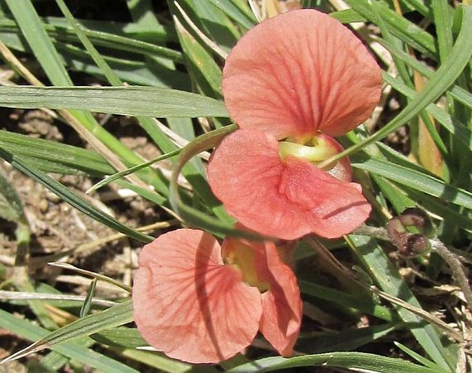 Macroptilium gibbosifolium