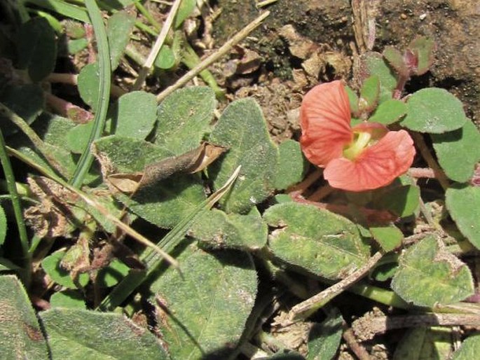 MACROPTILIUM GIBBOSIFOLIUM (Ortega) A. Delgado