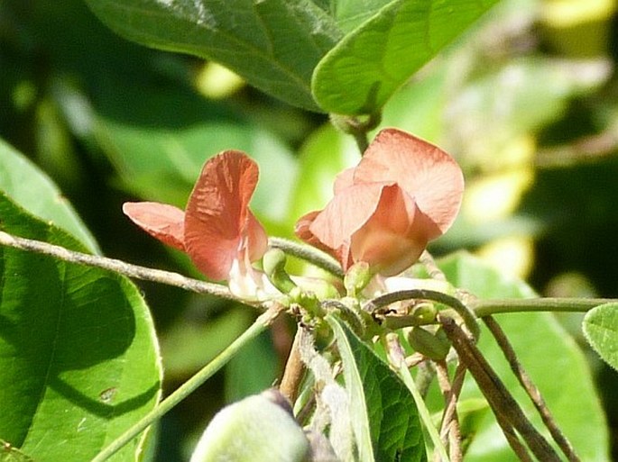 MACROPTILIUM LONGEPEDUNCULATUM (Benth.) Urb.