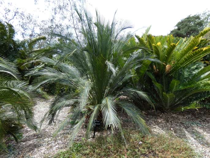 Macrozamia miquelii