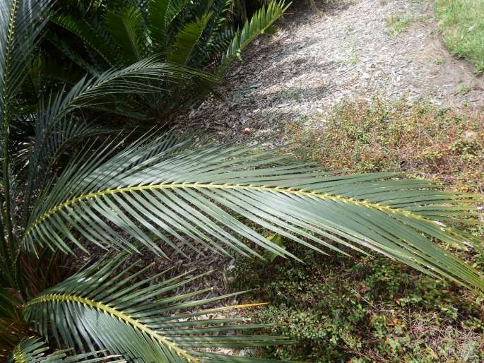 Macrozamia miquelii