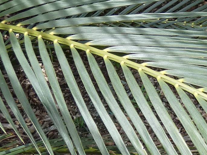 Macrozamia miquelii