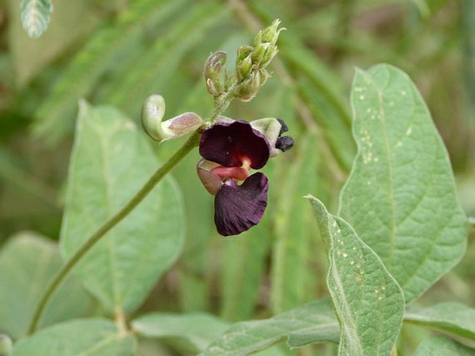 MACROPTILIUM ATROPURPUREUM (DC.) Urb.