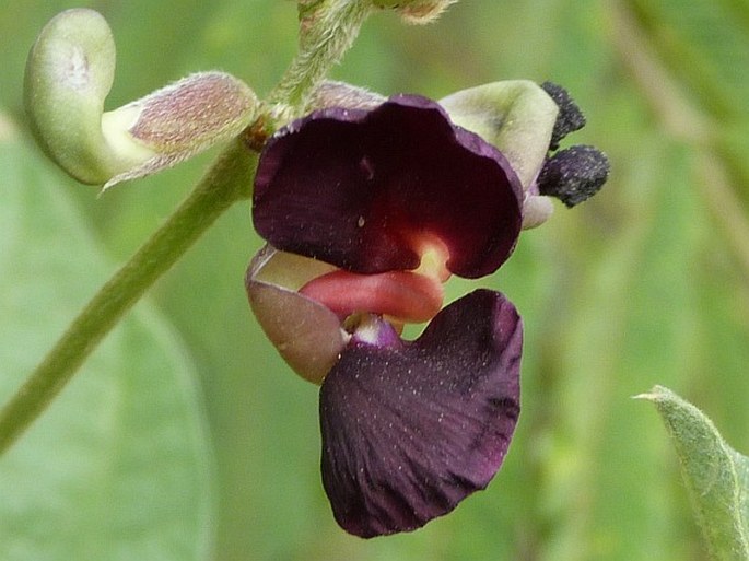 Macroptilium atropurpureum