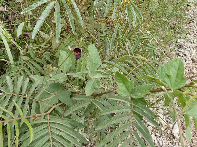 Macroptilium atropurpureum