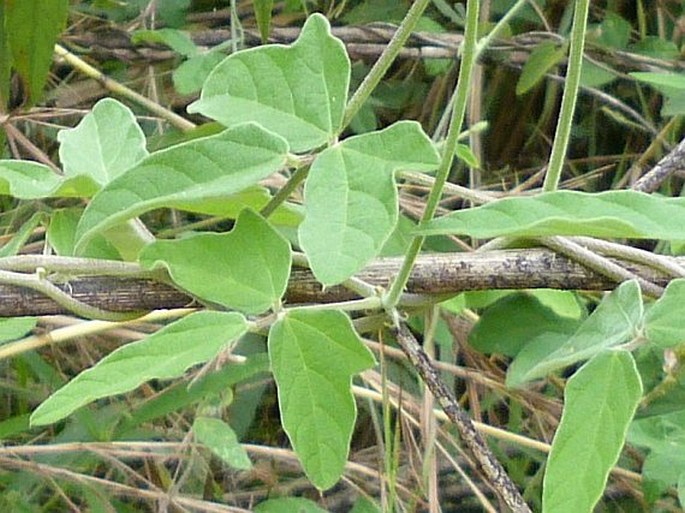 Macroptilium atropurpureum