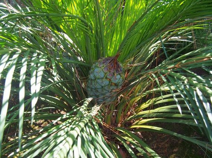 Macrozamia mountperriensis