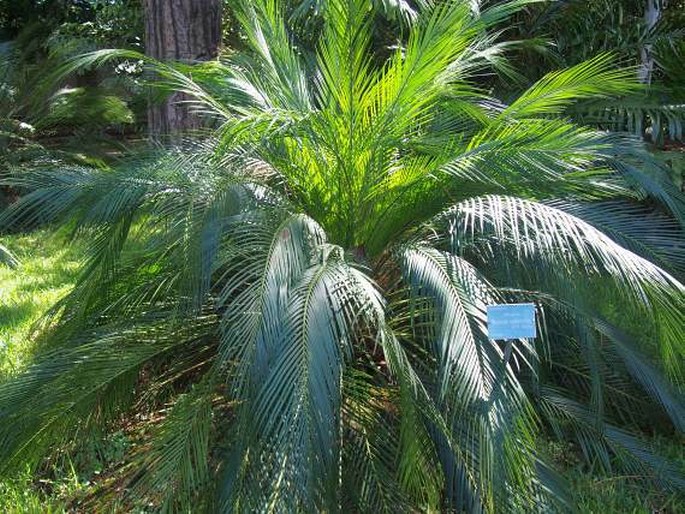 Macrozamia mountperriensis