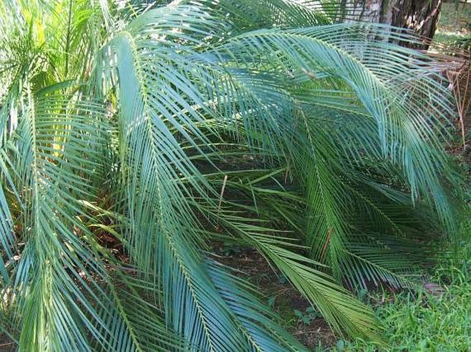 Macrozamia mountperriensis