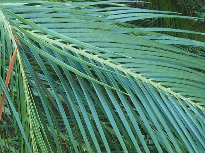 Macrozamia mountperriensis