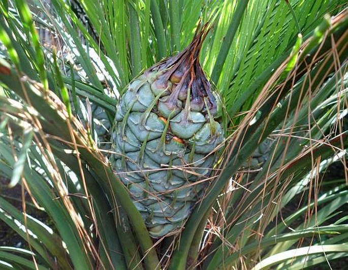 MACROZAMIA MOUNTPERRIENSIS F. M. Bailey