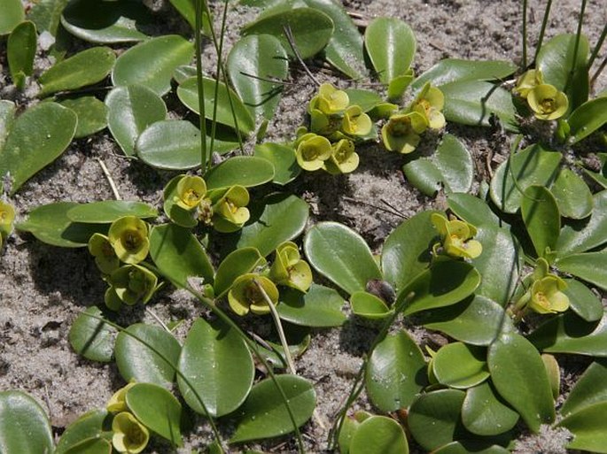 Euphorbia quartziticola