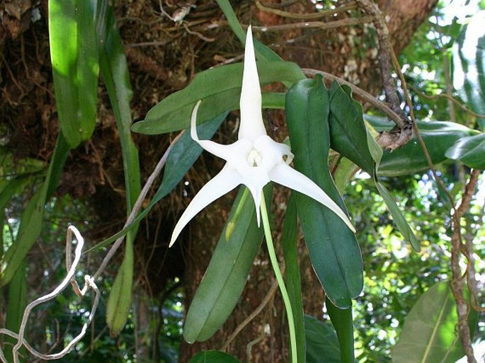 Angraecum sesquipedale