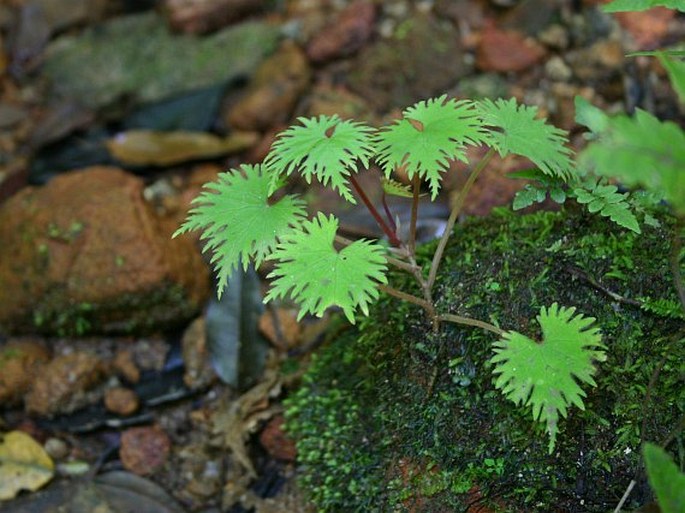 Begonia lyallii