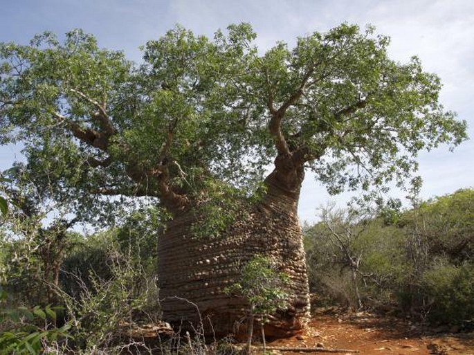 Adansonia rubrostipa