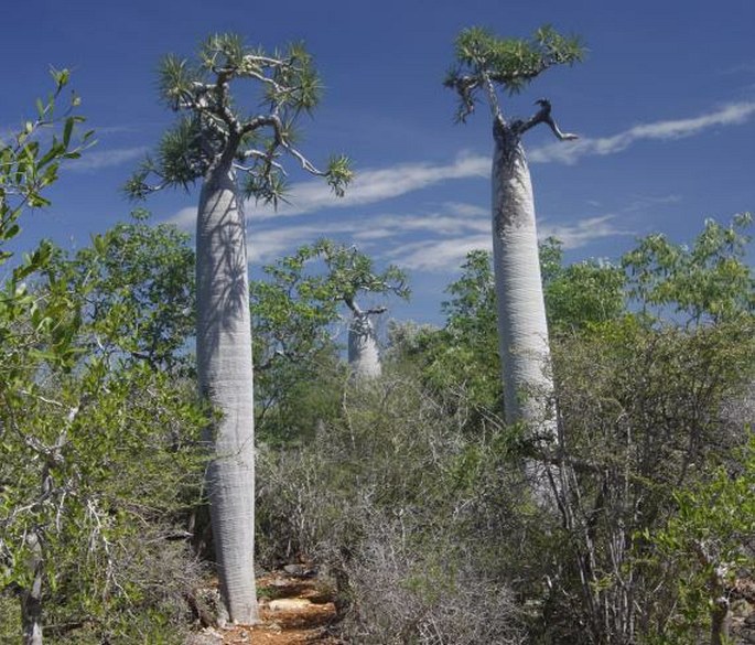 Pachypodium geayi