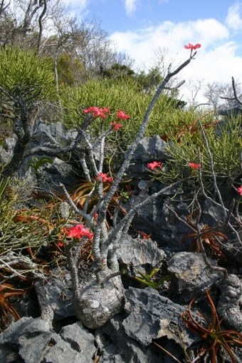 Pachypodium windsorii