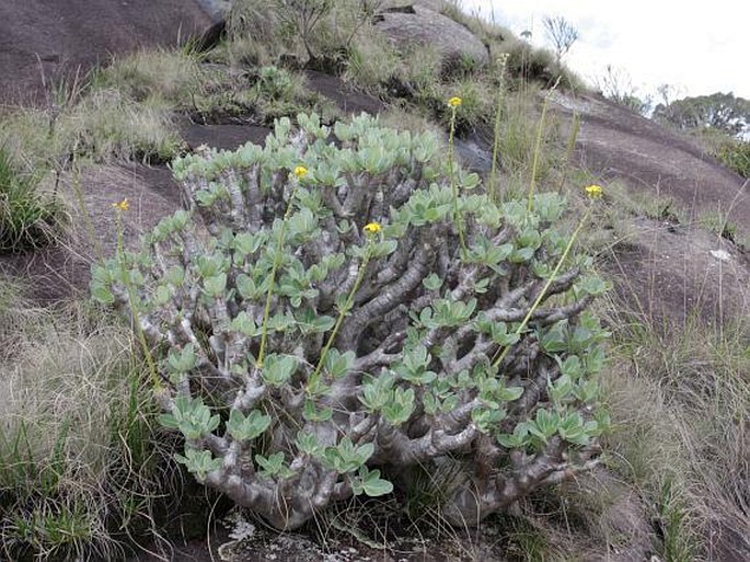 Pachypodium densiflorum