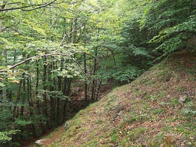 Parco naturale regionale delle Madonie